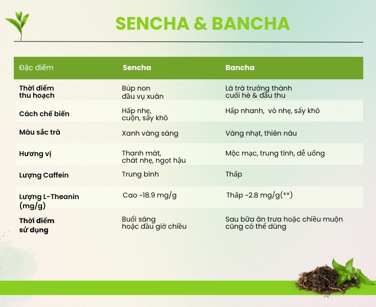 phan-biet-sencha-va-bancha.jpg